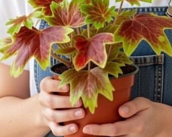 Pianta di partenza per il geranio centenario di Vancouver / Pelargonium a foglia fantasia con fogliame colorato color bronzo e oro / Pianta viva
