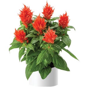 May include: A potted plant with vibrant, spiky, orange-red flowers and lush green leaves. The plant is in a white cylindrical pot, creating a striking contrast. The flowers are the focal point, with their unique texture and color. A beautiful houseplant.