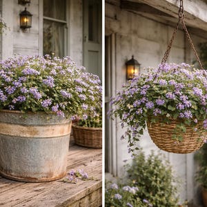 Lavender Lantana - Etsy