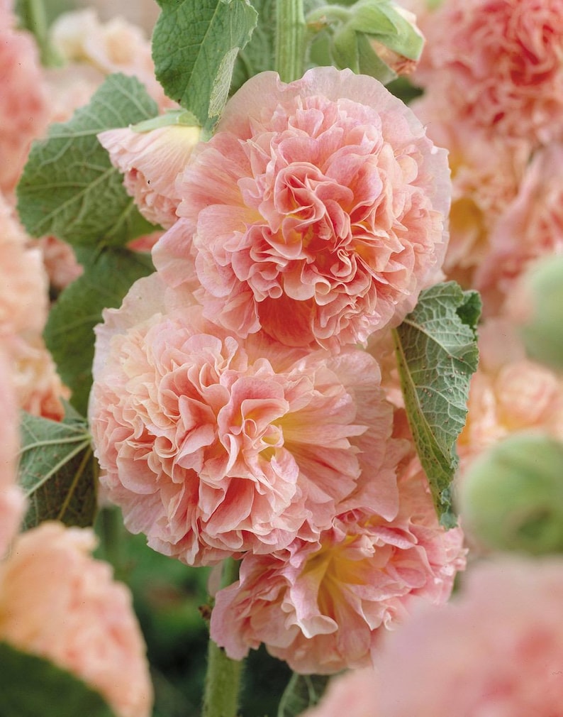Alcea Hollyhock ‘peaches and Dreams’ Live Plant Plugs- Tall Biennial ...