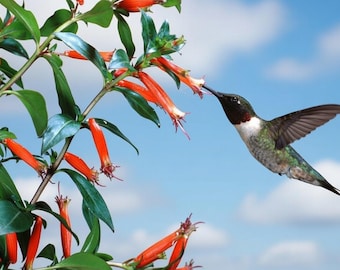 Hummingbird’s Lunch Cuphea Live Starter Plant | Firecracker Cigar Plant Attracts Hummingbirds & Butterflies | Pollinator Favorite