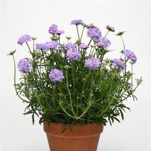 Scabiosa Flutter Blue Pincushion Flower - Live Plant in 4” Pot - Pollinator Perennial, Long-Blooming Blue Flowers