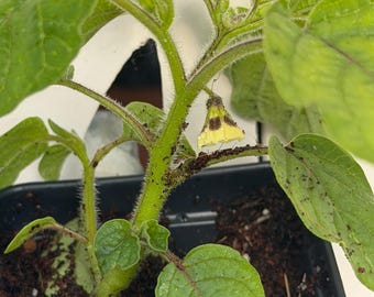 Plantas jóvenes de Physalis pruinosa (cereza de tierra con sabor a piña) - ¡Sabor dulce a piña! Fruta tradicional Physalis pruinosa (cereza de cáscara)