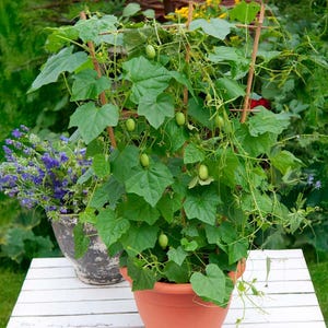May include: A potted cucamelon plant with green leaves and small, cucumber-like fruits. The plant is supported by wooden stakes and sits in a terracotta pot. A second pot with purple flowers is visible in the background.