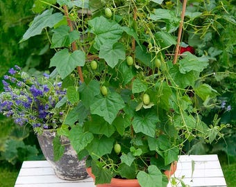 Cucamelon Starter Plants – 2.5” Pots | PRESALE  Mouse Melons! Mexican Sour Gherkin