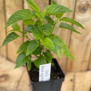 Salvia ‘Black and Blue’ grown in a 4” Pot - Perennial Blue Blooms, Hummingbird Magnet