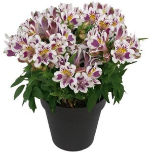 May include: A potted Alstroemeria plant with white and purple flowers and green leaves. The flowers have yellow centers and are in a black pot. The plant is a vibrant addition to any home or garden.