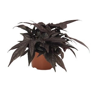 May include: A potted plant with dark purple leaves. The plant has a full, bushy appearance and is in a brown terracotta pot. The leaves have a unique, pointed shape and a textured surface.