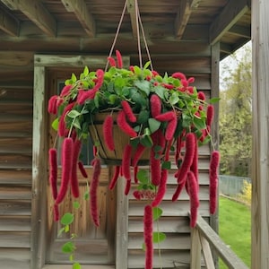 May include: A hanging basket overflowing with greenery and vibrant red, fuzzy, tail-like flowers. The basket is suspended from a wooden porch ceiling, creating a natural and colorful display. The plant's unique texture and color make it a striking decorative element.