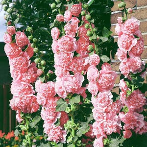 May include: Close-up of pink hollyhocks in full bloom. The flowers are densely packed and have a ruffled appearance. Green leaves and stems support the blossoms. The flowers are in front of a brick wall and other greenery.