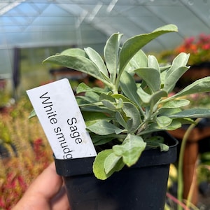 May include: A small potted sage plant with green and silver-green leaves. The plant is labeled "White smudge" and "Sage". The pot is black and held by a hand. The background shows a greenhouse setting.