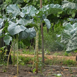 May include: A close-up of several leafy green plants growing in a garden. The plants have large, textured leaves and thick, light-colored stalks. The plants are surrounded by other greenery and soil.