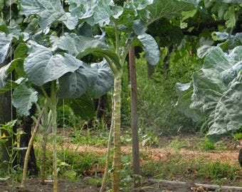 Walking Stick Kale Starter Plant-PREORDER For Fall gardens- Rare  2.5” Pot - Tall Edible Ornamental Kale Live Plant permaculture Food Forest