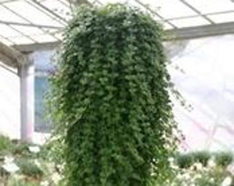 Live Indian Mint Tea Plant - Mentha arvensis - Fresh Herb for Tea & Cooking - 2.5” Pot - Fragrant Wild Mint Starter