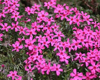 Scarlet Flame Creeping Phlox - Vibrant Red Spring Blooms | Starter Plugs or 4” Pots | Moss Phlox Groundcover | Deer Resistant Perennial