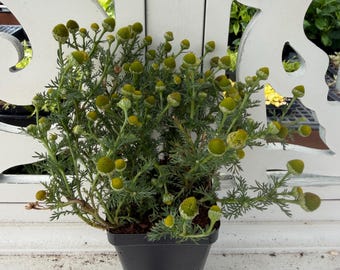 Pineapple Weed Live Plant - Matricaria discoidea - Wild Chamomile - 3.5” Pot - Edible Medicinal Herb Starter - Fragrant Pineapple Scent
