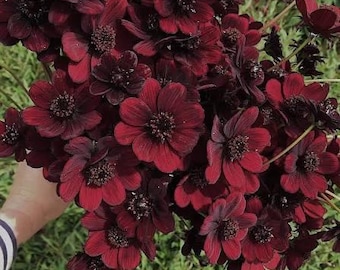 Rare Chocolate Cosmos Starter Plant - 2.5” Pot | Cosmos atrosanguineus | Live Plant with Chocolate-Scented Burgundy Blooms