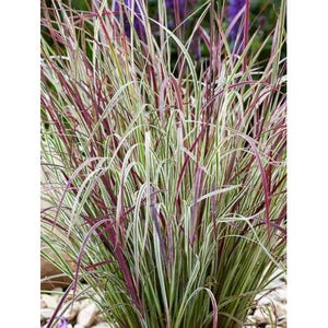 May include: Close-up of ornamental grass with long, slender blades. The blades are a mix of green, white, and burgundy, creating a visually appealing texture. The plant is likely used for landscaping or decorative purposes, adding a natural element to the environment.