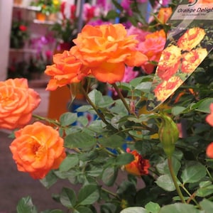 May include: Close-up of vibrant orange roses in full bloom, with green leaves and stems. The flowers have multiple layers of petals. A tag reads "Orange Delight suntory". The background is blurred, suggesting a garden or floral display.