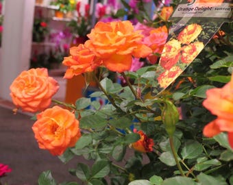 サンローザ オレンジデライトローズ スタータープラント | 香りの良い明るいオレンジ色の花 | コンパクトな矮性低木 | 4インチポット | 手入れが簡単で耐病性