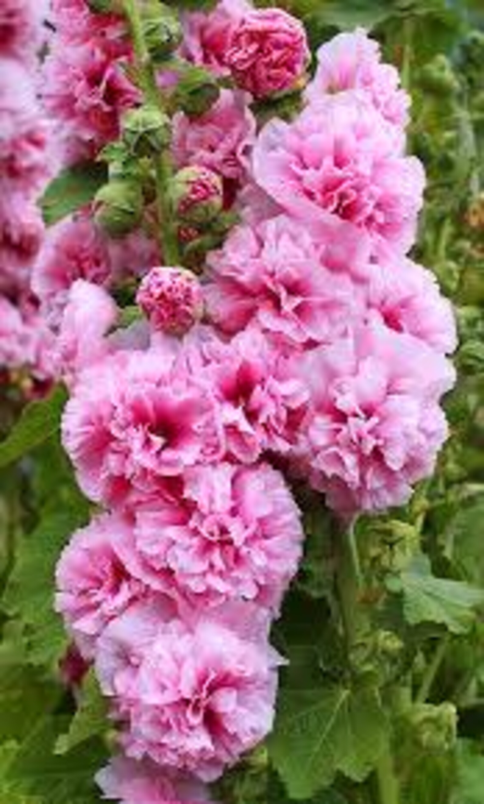 Hollyhock Chatters Double Pink Alcea - Perennial Live Plants in Starter ...