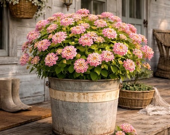 Roze Lantana 'Bandana Pink' - 4" pot- of starterpluggen | Bandana landschap roze | Hitte- en droogtetolerante vlindermagneet