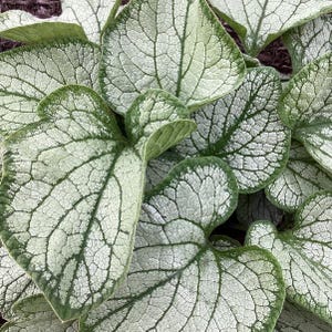 May include: Close-up of a plant with large, heart-shaped leaves. The leaves are a pale green color with a silvery-white pattern of veins. The edges of the leaves are a darker green. The plant appears to be healthy and thriving.