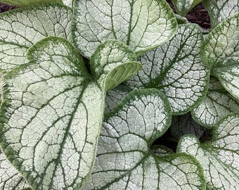 Brunnera macrophylla ‘Frostbite’ Starter Plant | 4” Pot | Silver-Green Heart-Shaped Foliage | Shade Perennial | Siberian Bugloss Live Plant