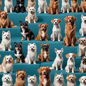 May include: A group of dogs of various breeds and colors are sitting on a teal blue background. The dogs are all looking at the camera.