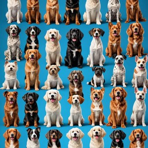May include: A group of 40 dogs of various breeds sitting in rows on a blue background. The dogs are all looking at the camera and have different expressions on their faces.