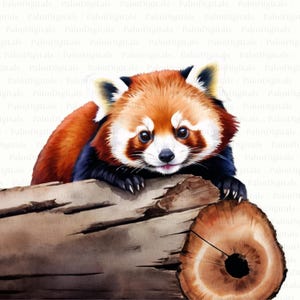 16 Red Panda PNG SVG Clipart • Red Panda in Tree Scrapbook Graphics for POD, Sublimation, Designs • Red Pandas jpeg Bundle • PalmDigitals