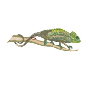 Chameleon Embroidery design