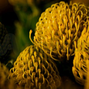 Pincushion Protea Wall Art – Exotic Orange Flower Photography Print, Tropical Botanical Fine Art, Bold Nature Wall Decor