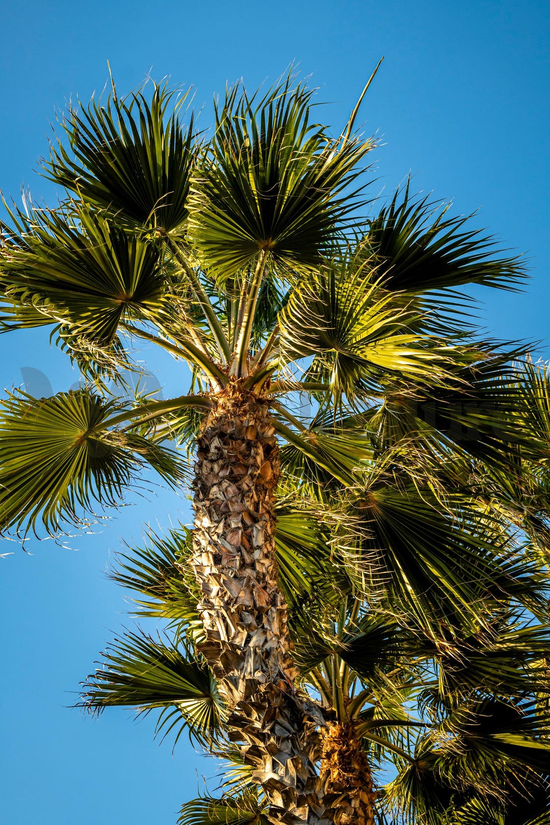 Mexican Fan Palm Tree Fine Art Photograph - Vibrant Fine Art Paper ...