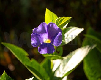 Bush Clockvine bloem kunst aan de muur – paarse en gele Fine Art Photography-print, tropisch botanisch decor, op de natuur geïnspireerde kunst aan de muur huis