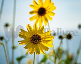 Decorazione murale con fiori di Brittlebush della California - Stampa fotografica di fiori selvatici gialli tenui, Belle Arti botaniche del deserto, Decorazione per la casa minimalista e naturale