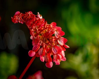 Scharlachrote Begonien-Blumen-Wandkunst - lebendiges Rot, botanische Fotografie, mutiges Blumen-Hauptdekor, naturinspirierte feine Kunst