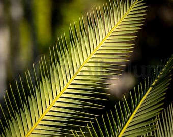 Dioon Edule Fine Art Photograph - Vibrant Fine Art Paper, Canvas, Aluminum or Acrylic Print for Home Decor