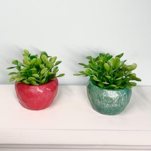 May include: Two small potted plants with green leaves. The pots are made of a textured material, one is red and the other is green.
