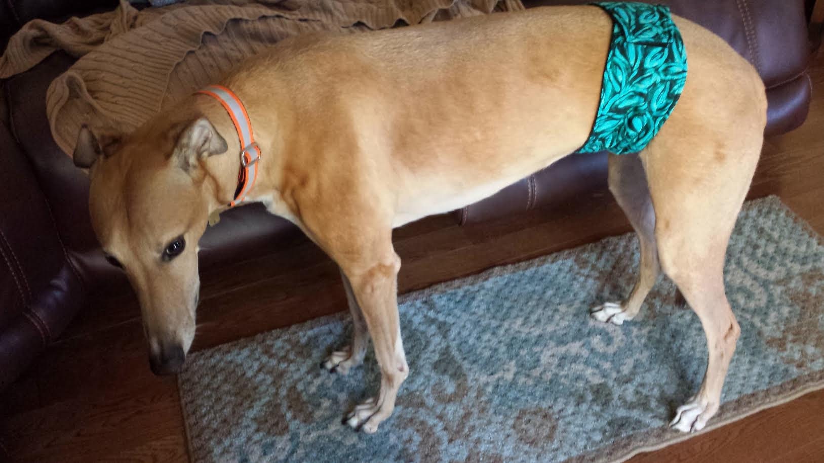 Belly Bands for Male Dogs Belly Band Male Dog Diapers Etsy