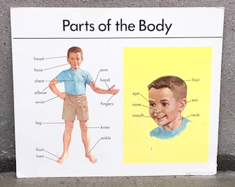 Vintage 1967 20x24 Parts of the Body Card