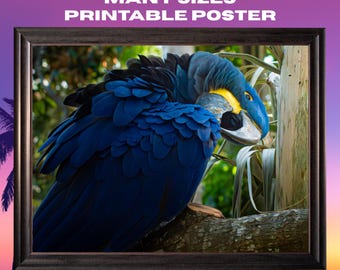 Arte mural imprimible de guacamayo azul / Fotografía de aves tropicales / Decoración de vida silvestre / Descarga digital