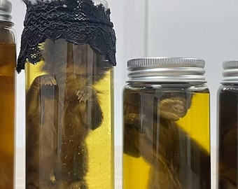 Liquid Fox Specimen, Real Wet Fox Specimen, Safe And Clean In A Glass Bottle, Ethically Sourced, Gift For Fox Lovers, Unique Gift For Her