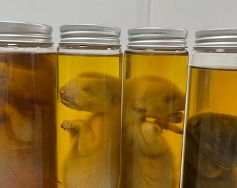 Baby Fox Specimen In Liquid,Baby Fox Wet Specimens,Taxidermy Fox,In Glass Bottles,Cabinet of Curiosities,Unique Gift,Surprise Birthday Gift