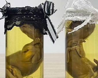 Real Wet Fox Specimens, Lace Glass Bottle, Cute Fox Specimens, Animal Specimens, Ethically Sourced, Baby Fox Specimens, Mother's Day Gift