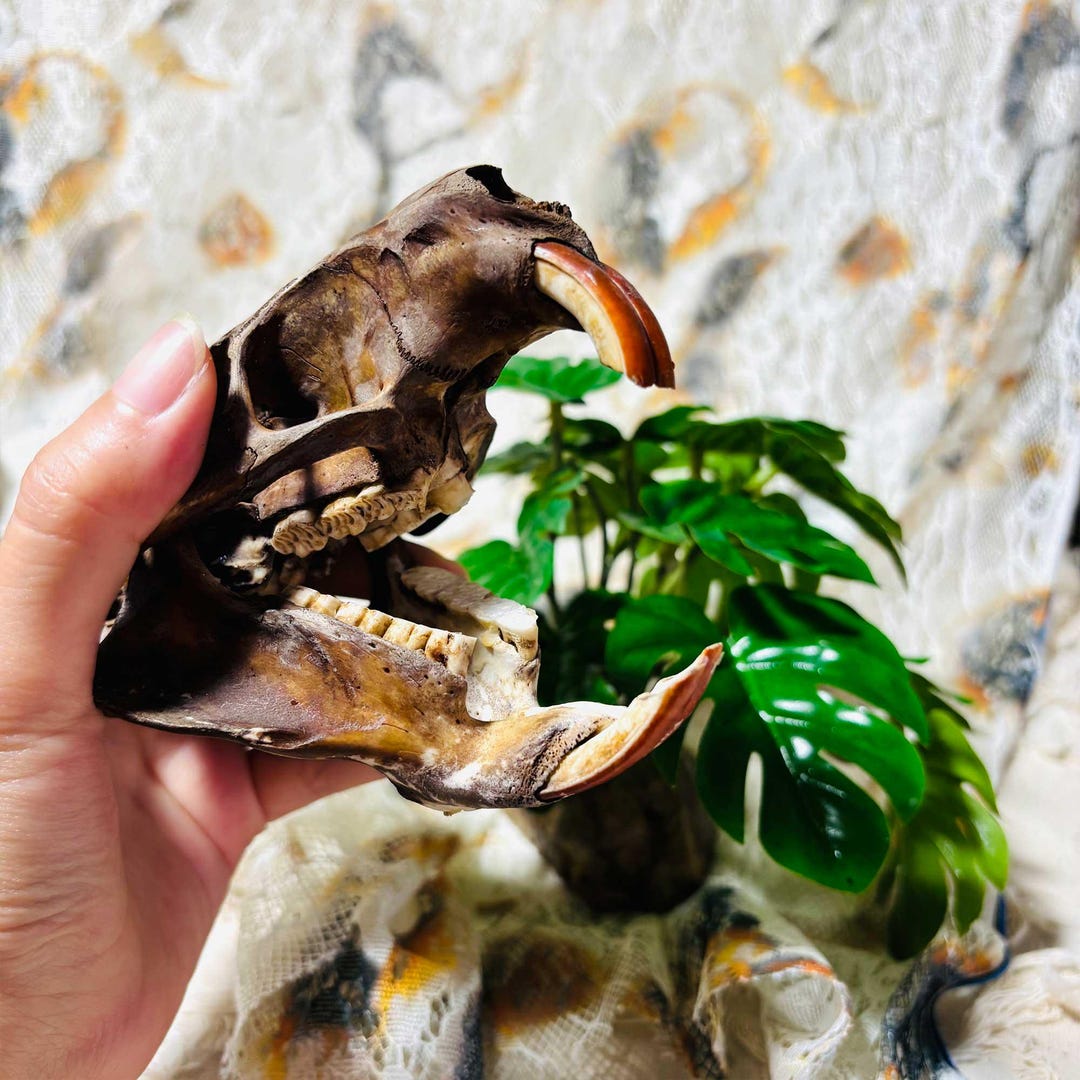 Authentic Beaver Skull Specimen, Vintage-dyed Animal Specimen, Natural ...