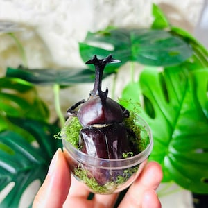 Real Rhinoceros Beetle Specimen, Insect Microecology Specimen, Rhinoceros Beetle Gashapon Toy, Desktop Pet, Living Room Decoration