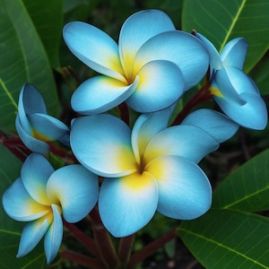 Blue Plumeria Seeds - Etsy