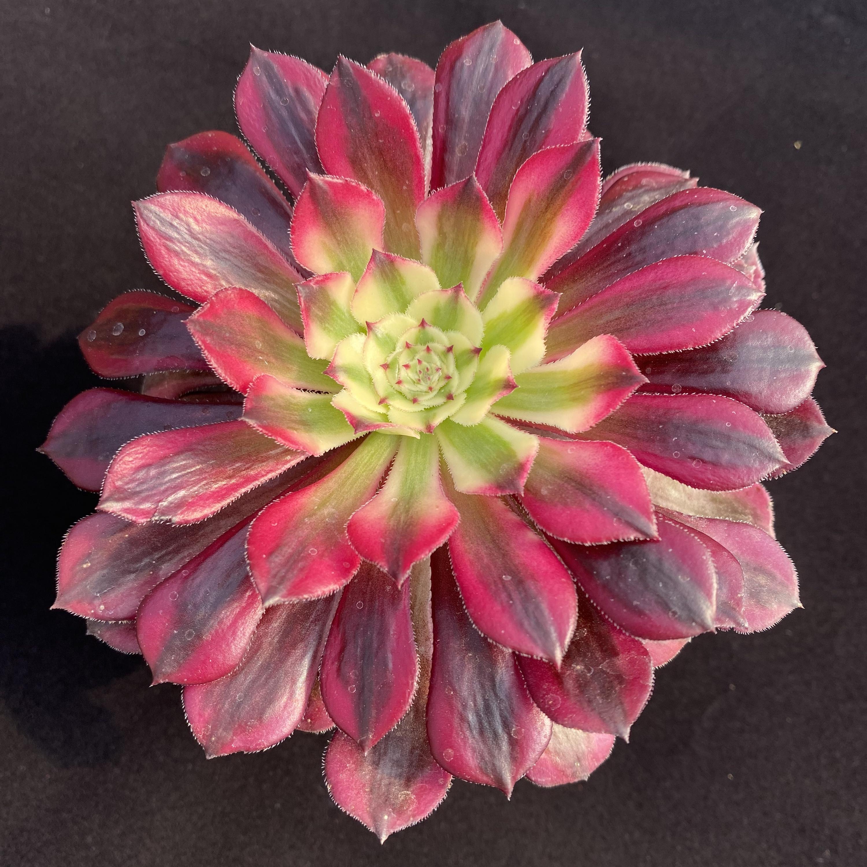 Aeonium Princess - Etsy