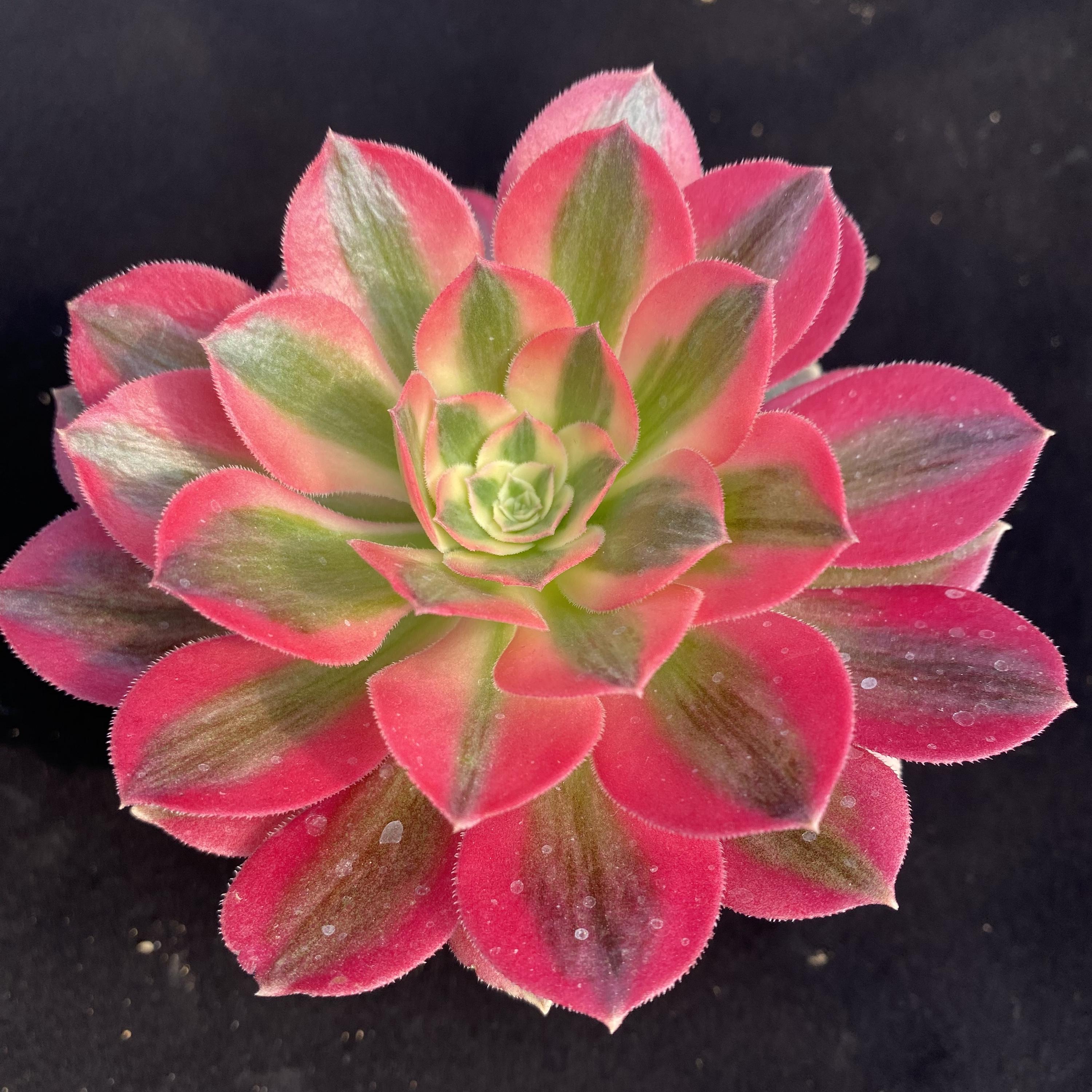 Aeonium pink witch - Etsy 日本
